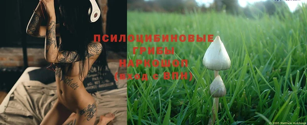 прущие грибы Аркадак